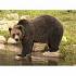 Фигурка - Медведь Гризли, размер 5 х 7 х 11 см.  - миниатюра №3